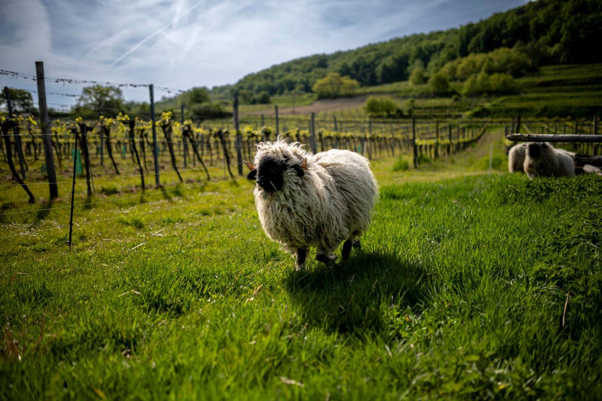 Weingut Jakob'S Ruhezeit เมาแตร์น ภายนอก รูปภาพ