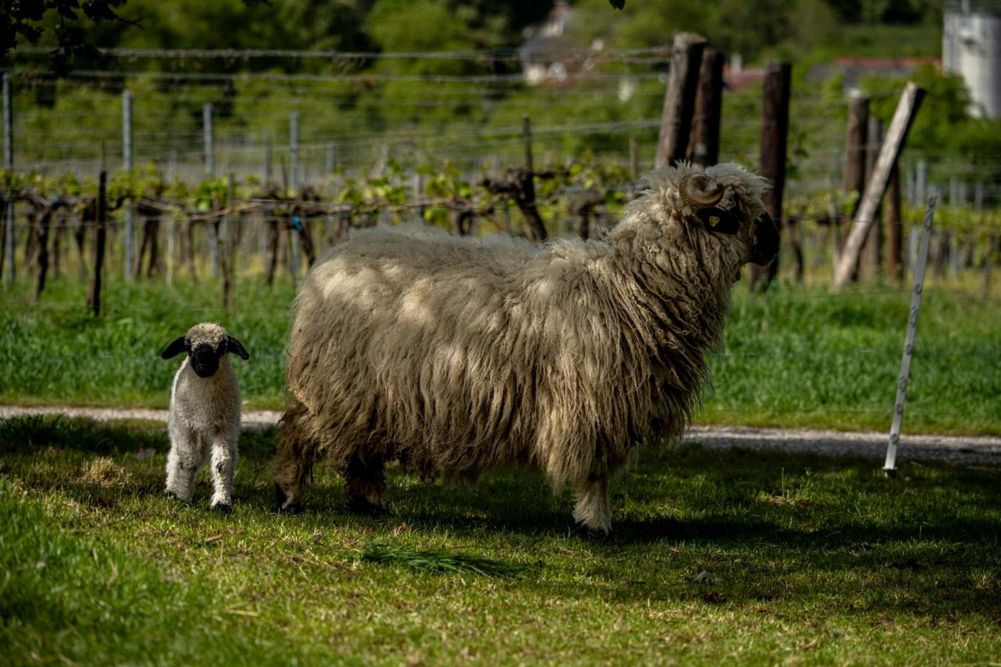 Weingut Jakob'S Ruhezeit เมาแตร์น ภายนอก รูปภาพ