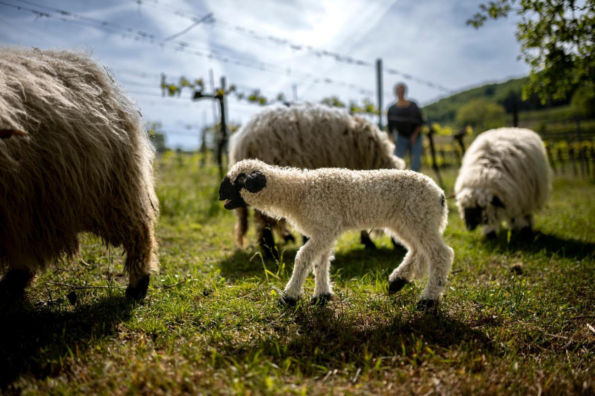 Weingut Jakob'S Ruhezeit เมาแตร์น ภายนอก รูปภาพ