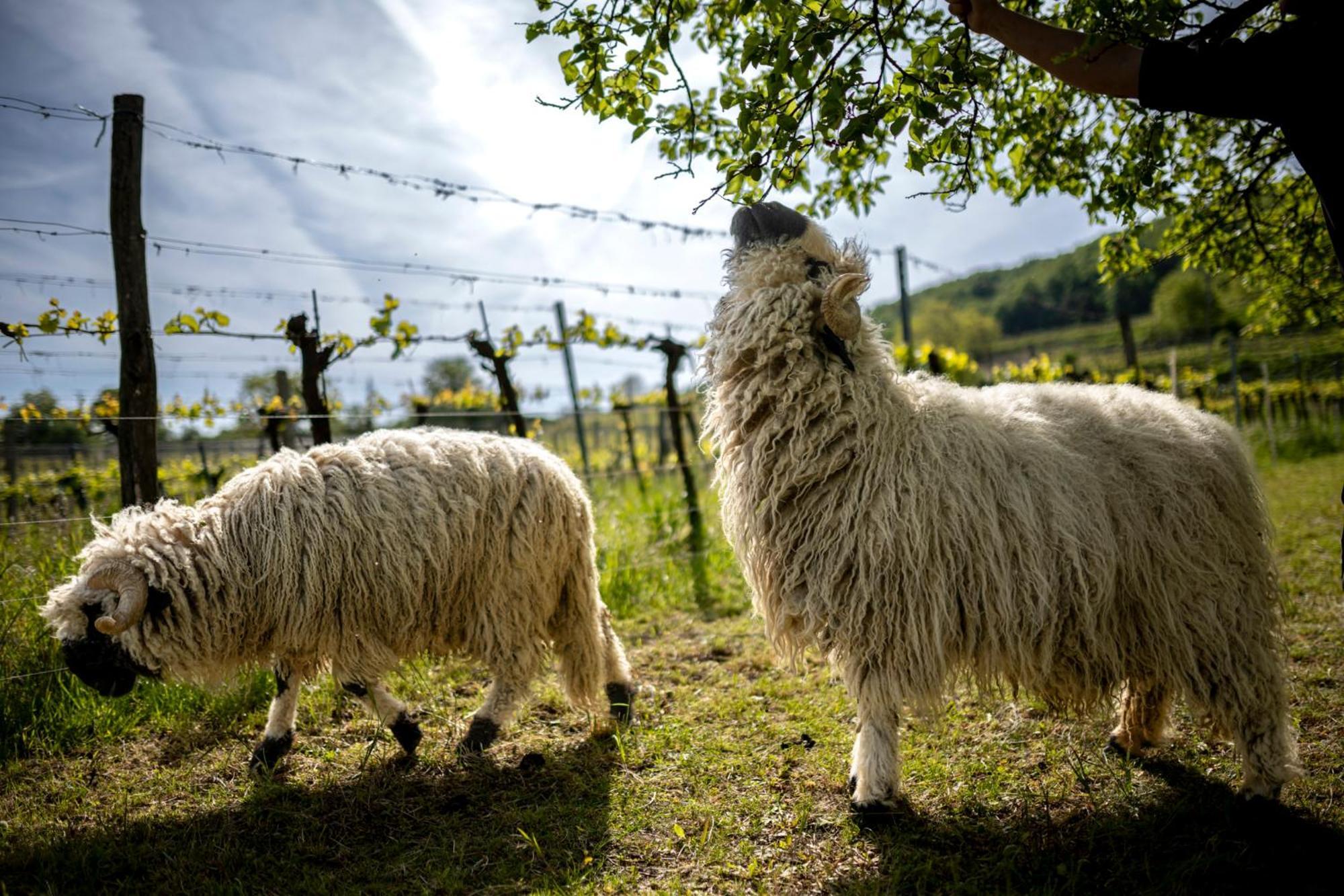 Weingut Jakob'S Ruhezeit เมาแตร์น ภายนอก รูปภาพ